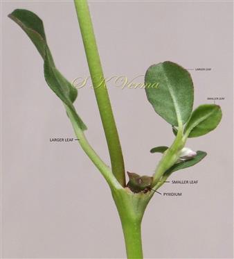  Unequal leaves of pairs